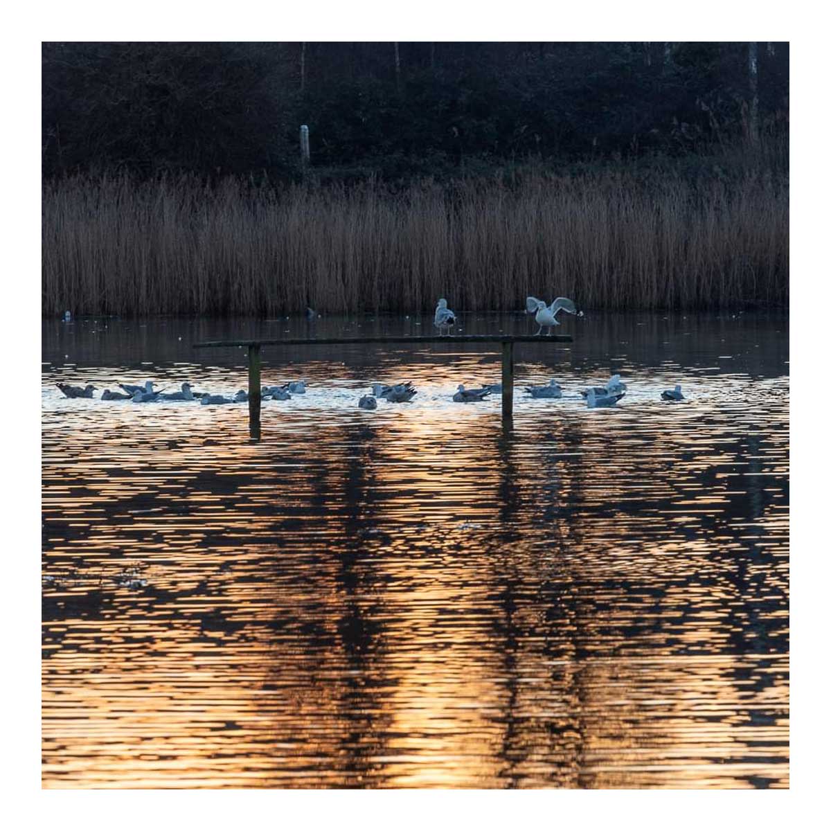 Gresham Hotel, Weymouth - Favourite places - Radipole Nature Reserve