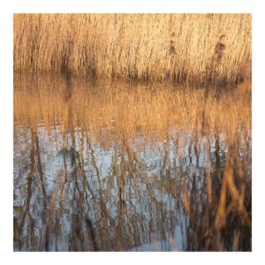 Gresham Hotel, Weymouth - Favourite places - Radipole Nature Reserve