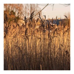 Gresham Hotel, Weymouth - Favourite places - Radipole Nature Reserve