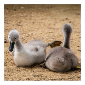 Gresham Hotel, Weymouth - Favourite places - Abbotsbury Swannery