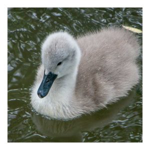 Gresham Hotel, Weymouth - Favourite places - Abbotsbury Swannery