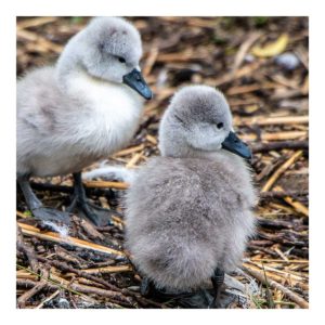 Gresham Hotel, Weymouth - Favourite places - Abbotsbury Swannery