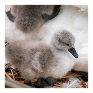 Gresham Hotel, Weymouth - Favourite places - Abbotsbury Swannery