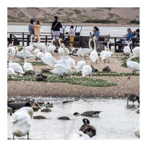 Gresham Hotel, Weymouth - Favourite places - Abbotsbury Swannery