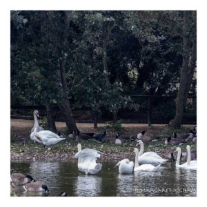 Gresham Hotel, Weymouth - Favourite places - Abbotsbury Swannery