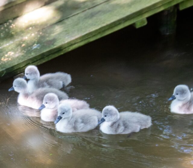 There’s something truly special about seeing fluffy cygnets making their first appearance. 

@abbotsburyswannery is home to the world’s only managed colony of free-flying mute swans—and it’s just a short drive from Weymouth.

A brilliant day out, rain or shine!

#AbbotsburySwannery #DorsetDaysOut #HatchingSeason #FamilyFun